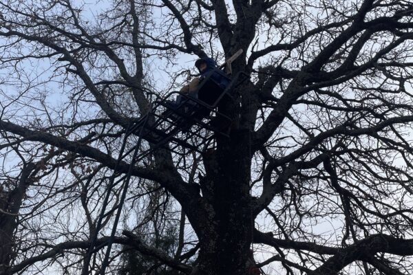tree stand hunting