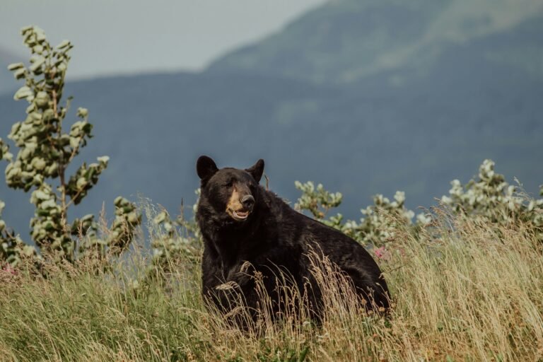 Bear Fat: The Complete Guide