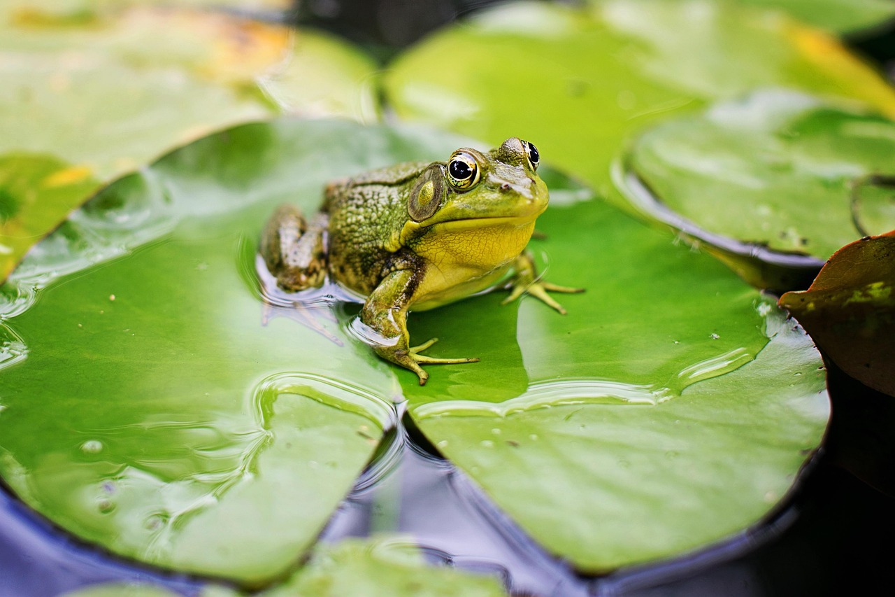 Gigging for Frogs: A Comprehensive Guide