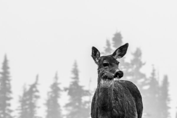 do deer move in the rain?