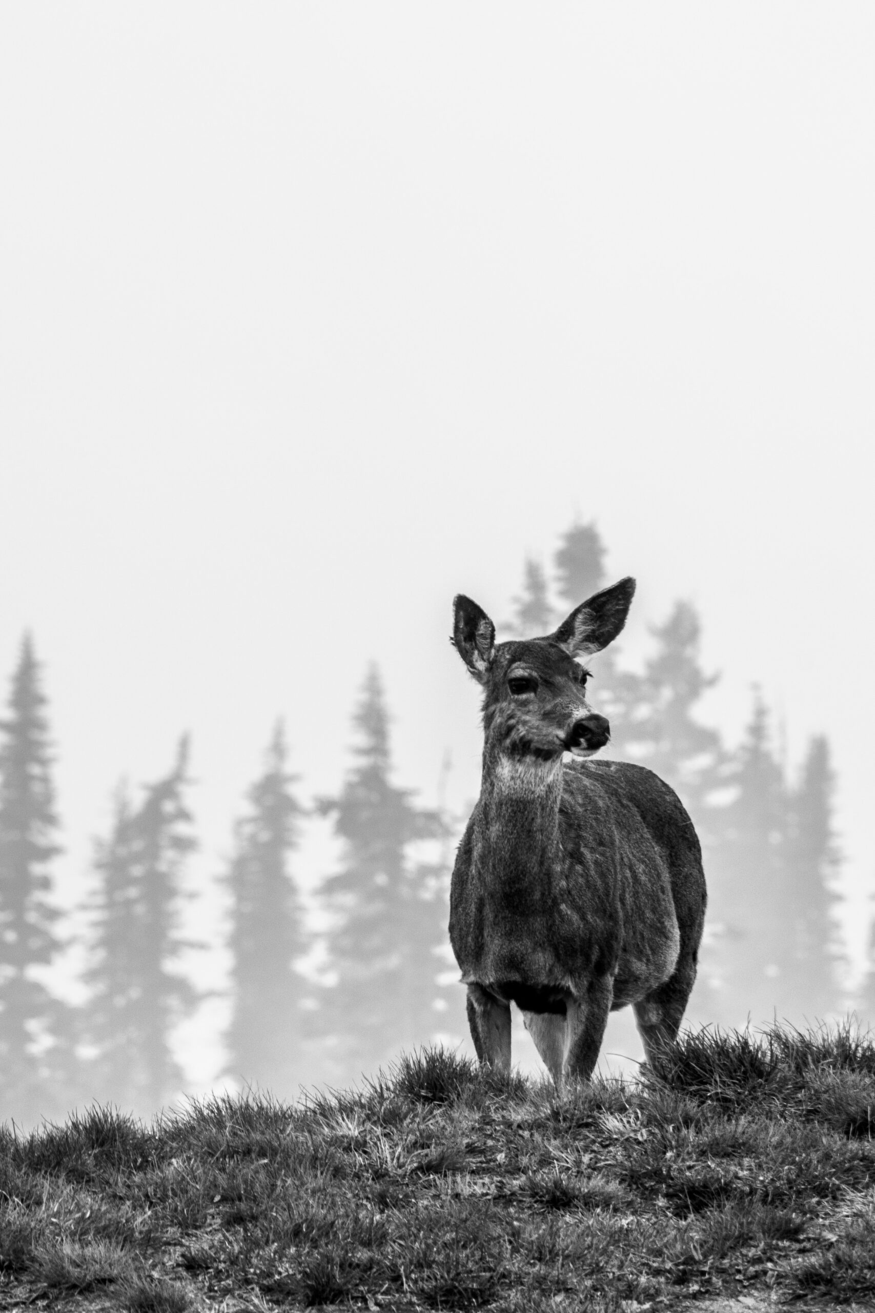 Do Deer Move in the Rain? Exploring Deer During Rainy Weather