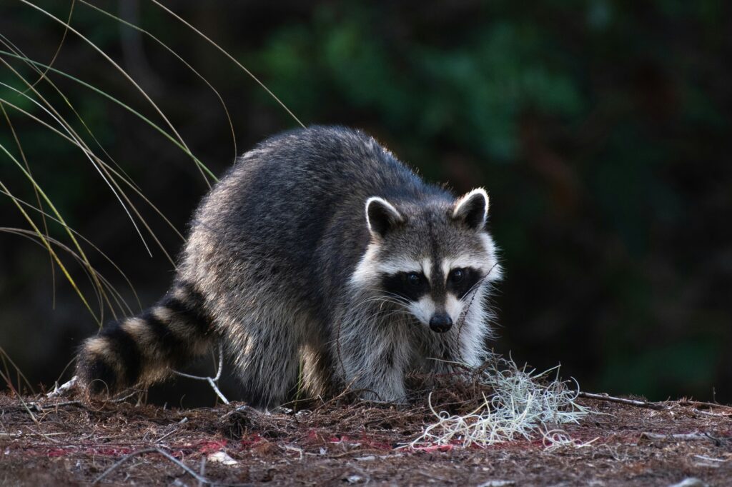 Can You Eat Raccoon? A Guide to Raccoon Meat Consumption