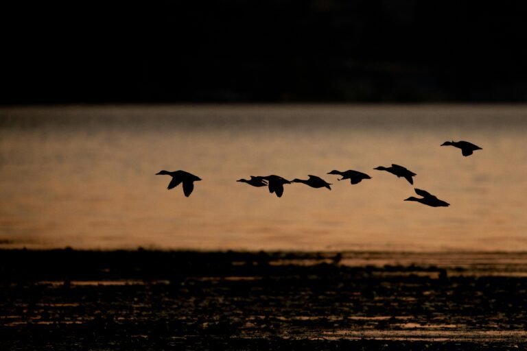 Waterfowl Hunting Gear Checklist: With Printable