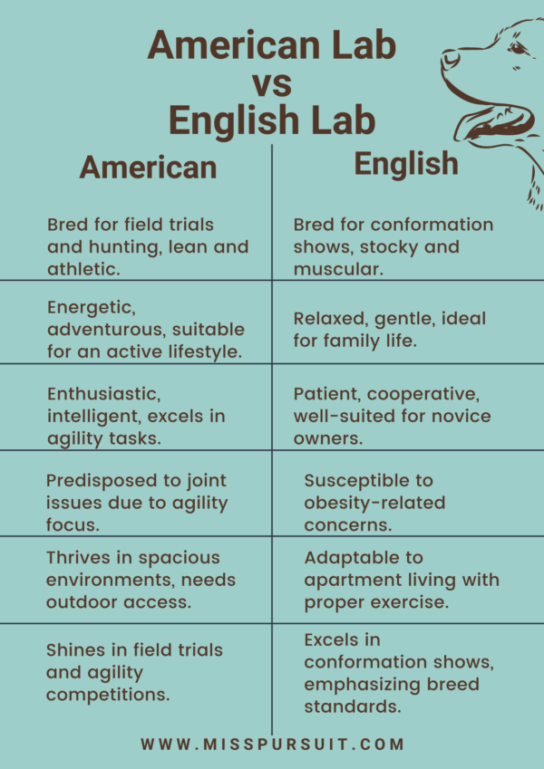 Comparing American Labs and English Labs A Comprehensive Analysis