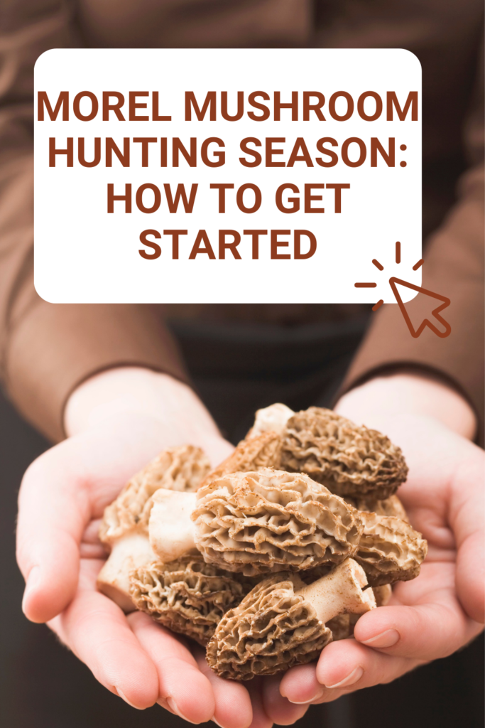  Morel Mushroom Hunting Season: How to Get Started