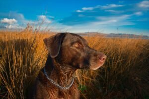 Best Dog Training Collars for Effective Training