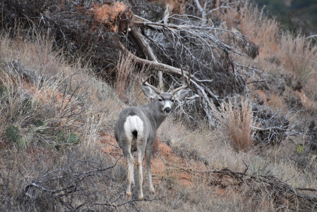 How Moon Phases Can Up Your Game in Deer Hunting