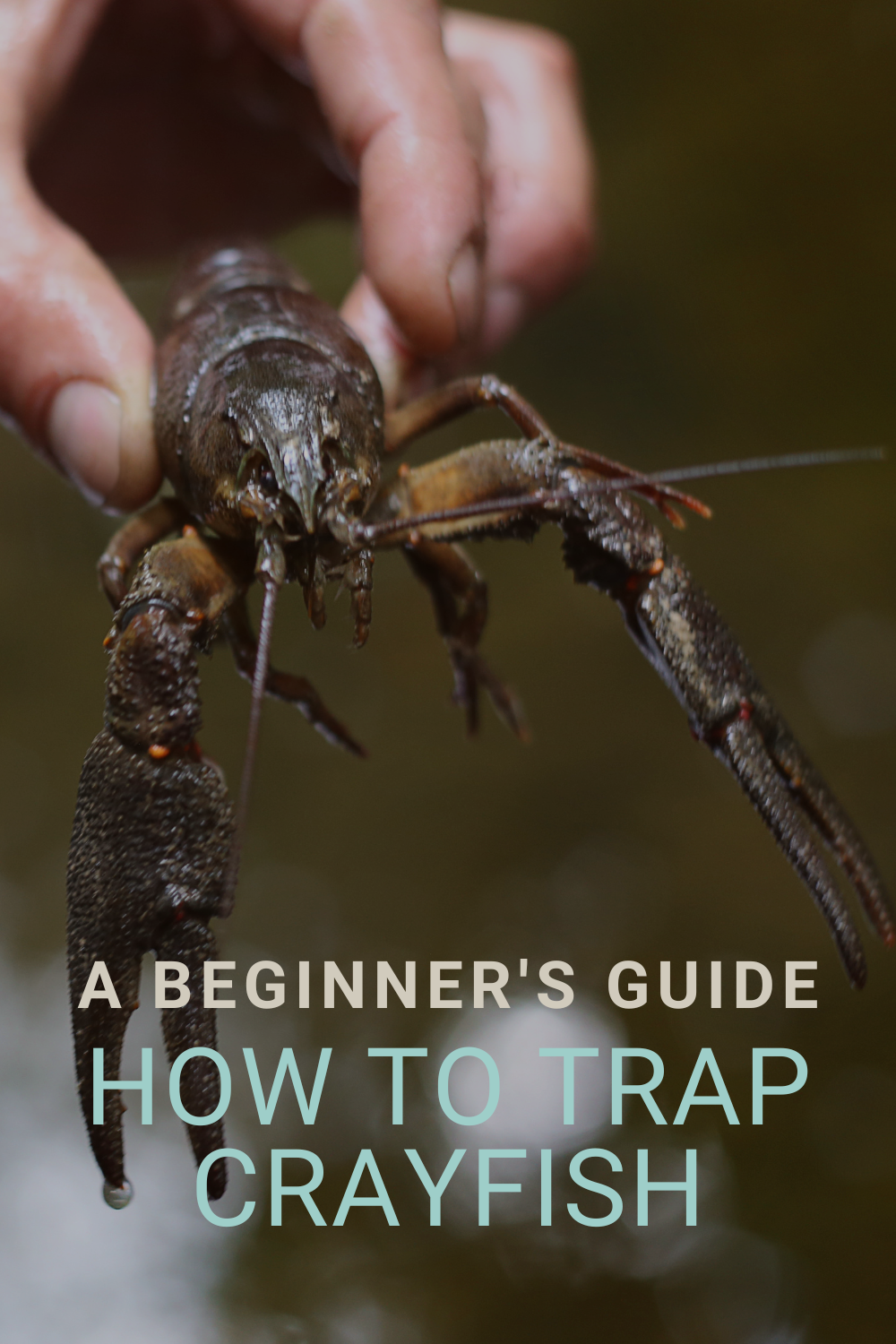 How to Trap Crayfish: A Beginner's Guide