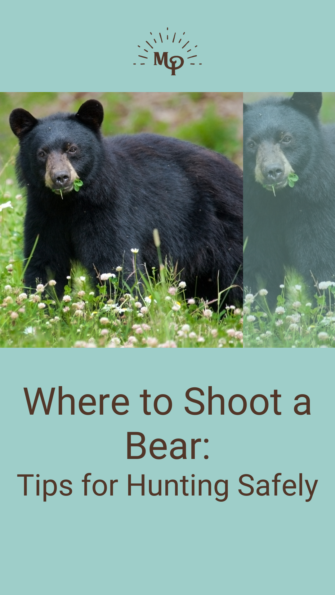 Where to Shoot a Bear: Tips for Hunting Safely