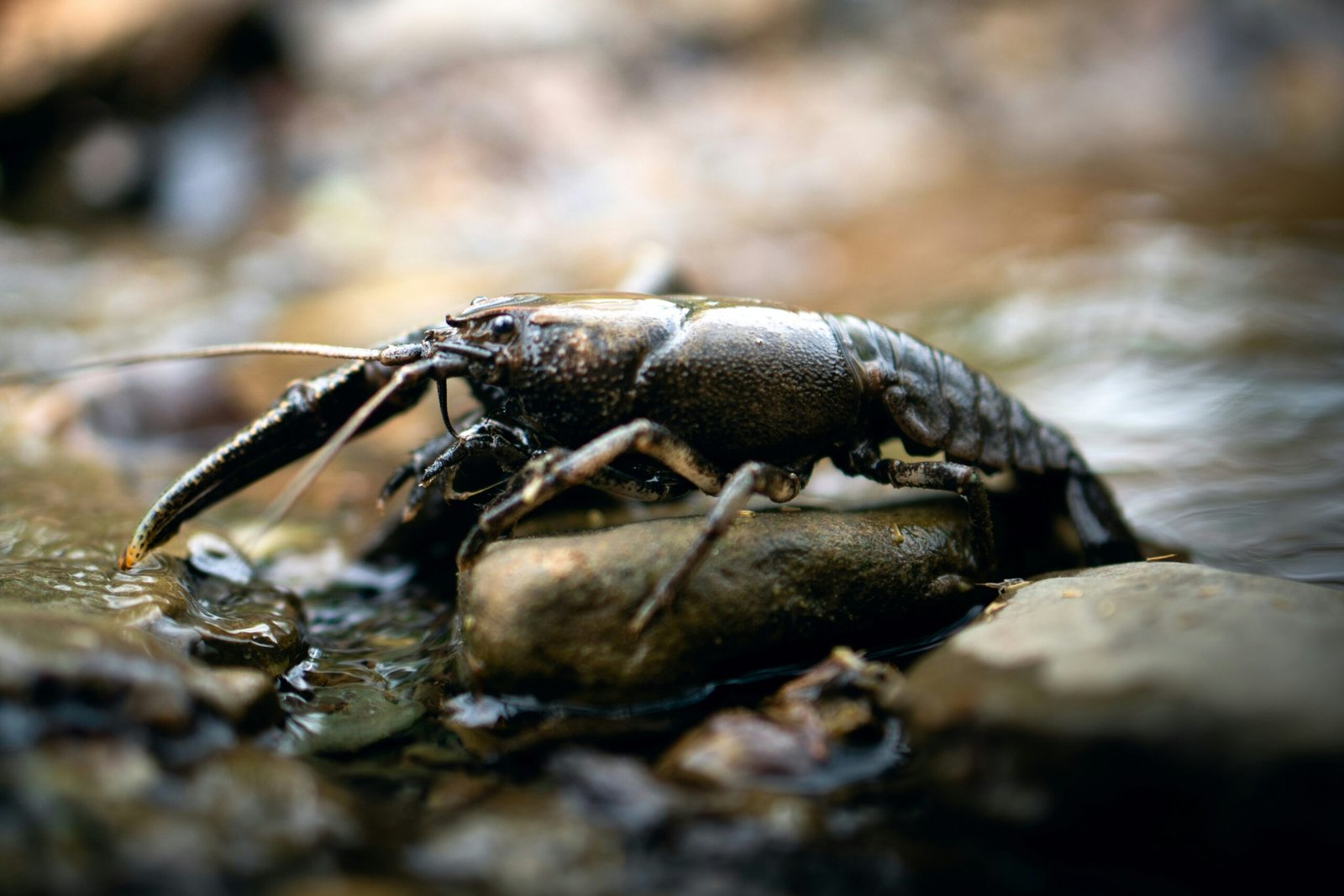 How to Trap Crayfish: A Beginner's Guide