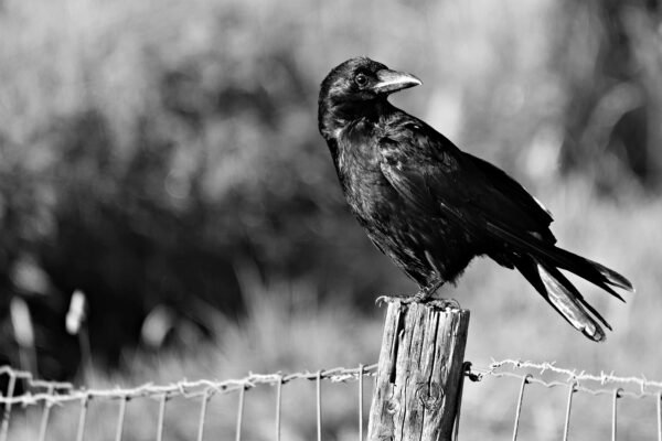 Can You Eat Crow? Exploring the Origins and Usage of the Phrase