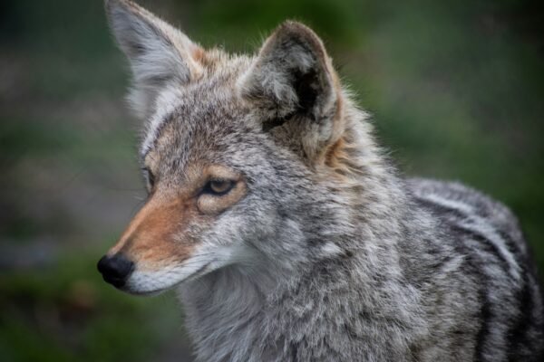 Wolf vs Coyote: Differences and Similarities