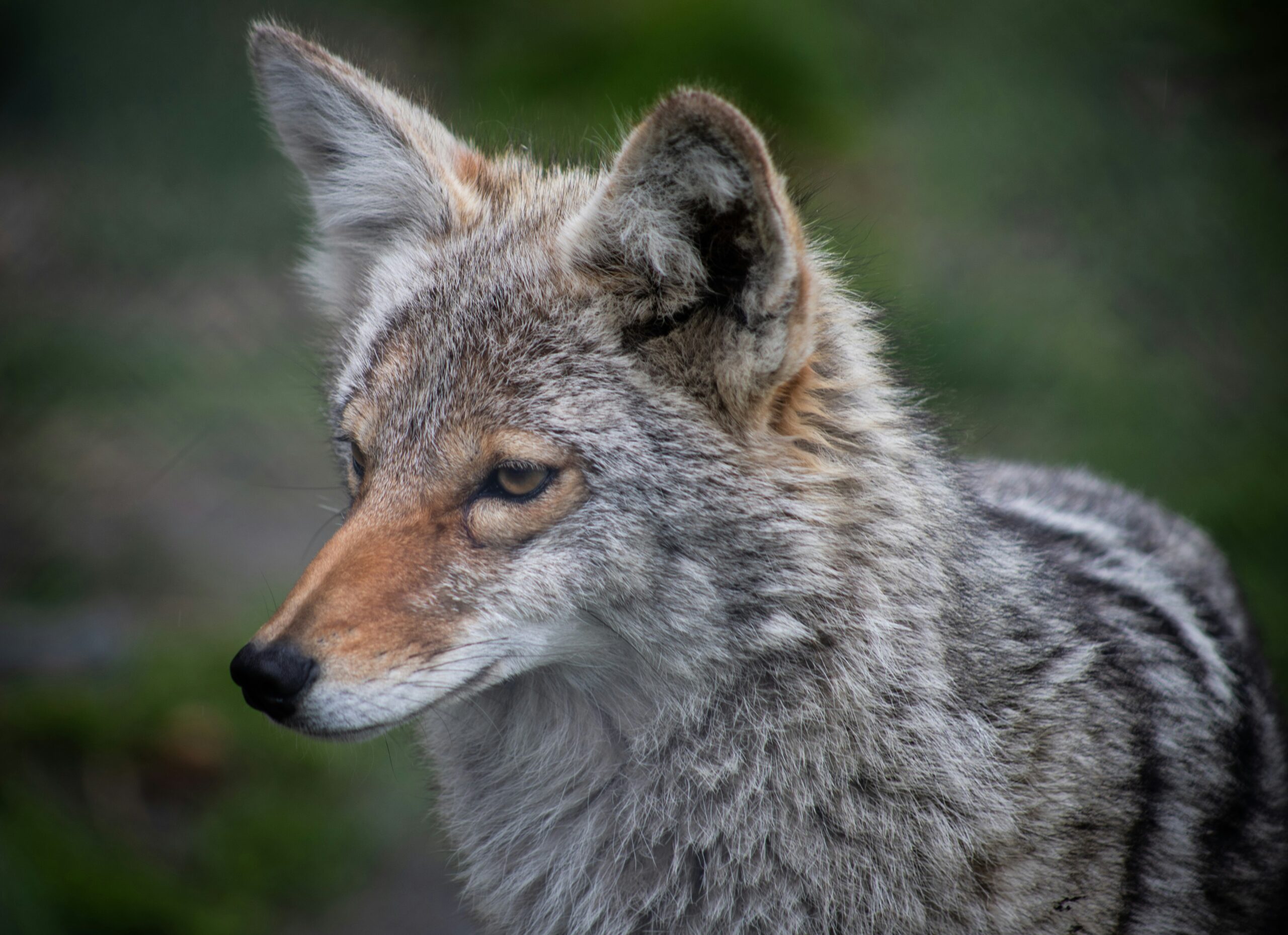 Wolf vs Coyote: Differences and Similarities