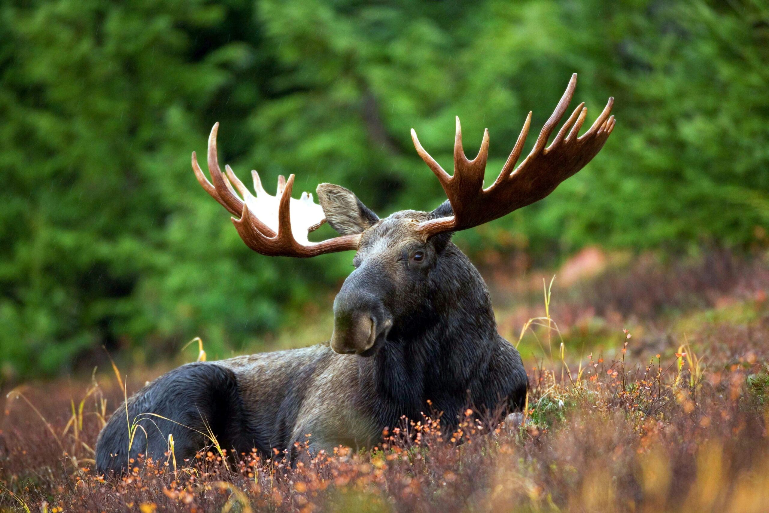 How Big Are Moose: Understanding the Size of Our Largest Deer