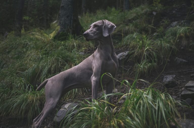 Top Hunting Dog Food for Peak Performance