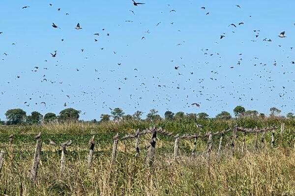The World’s Best Dove Hunts: Exploring Argentina