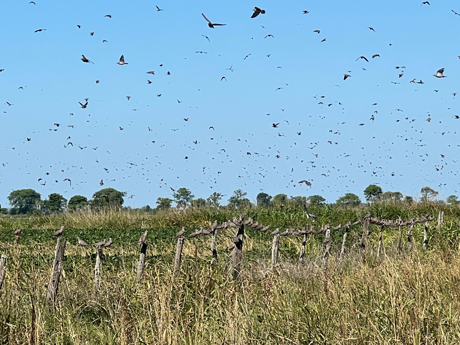 The World’s Best Dove Hunts: Exploring Argentina