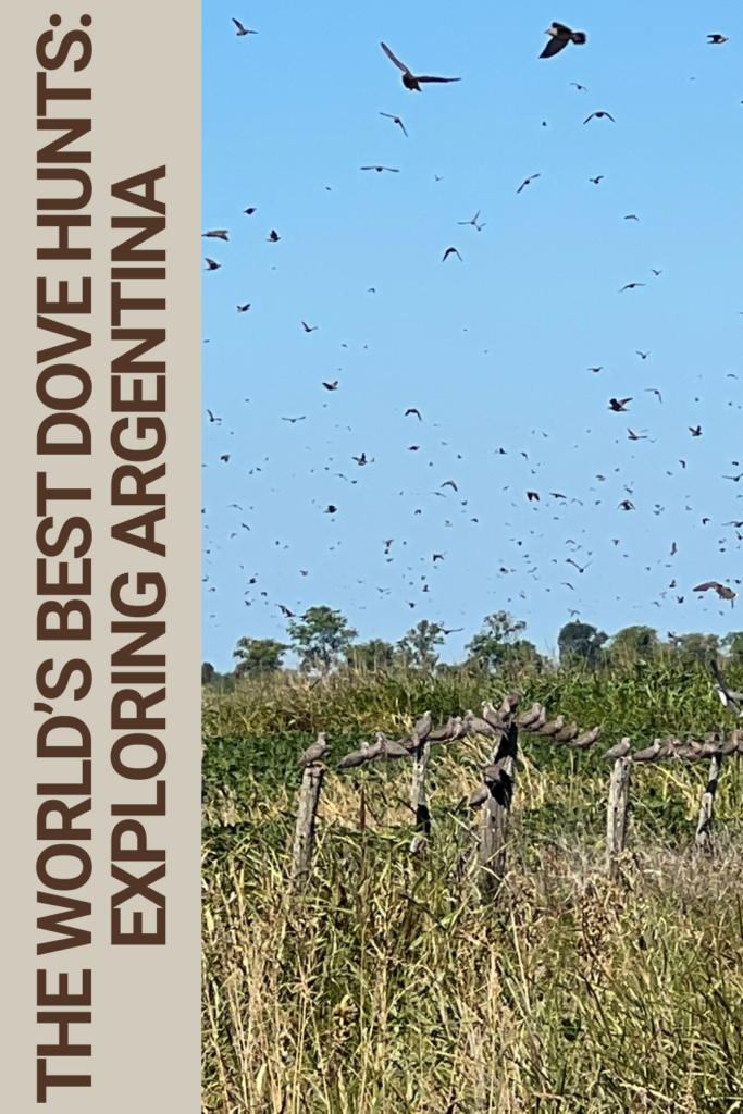 argentina dove hunt | argentina dove hunts | dove hunting argentina | dove hunt argentina