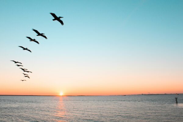 Party Boat Fishing: Galveston Party Boats