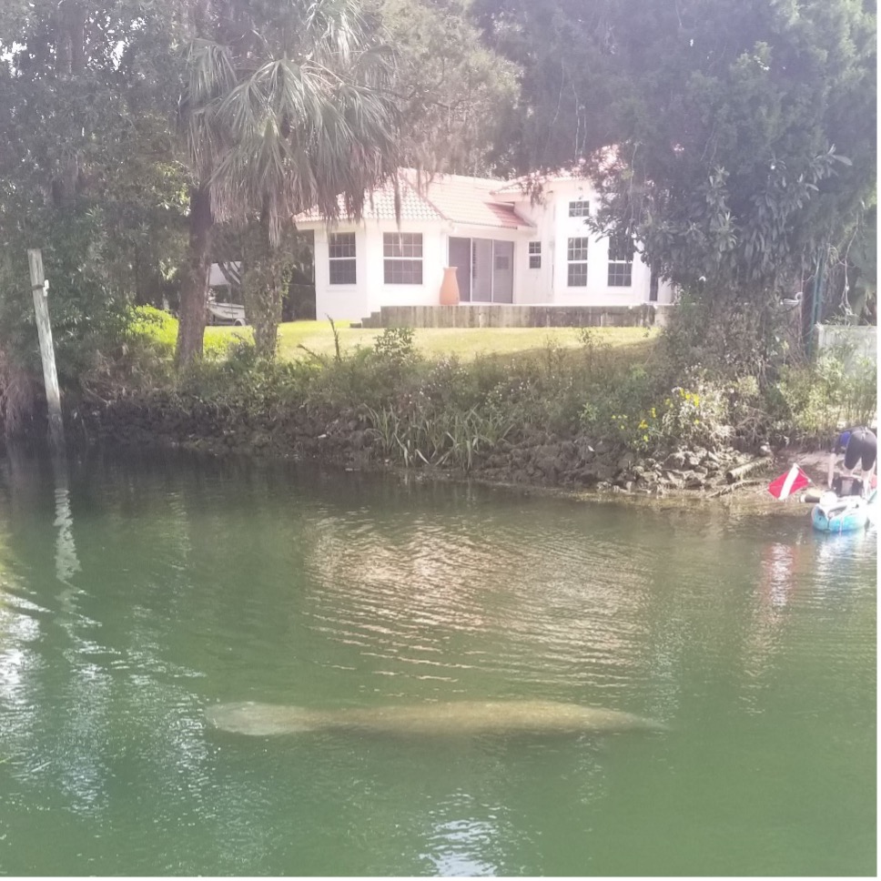 Crystal River Manatees: A True Adventure