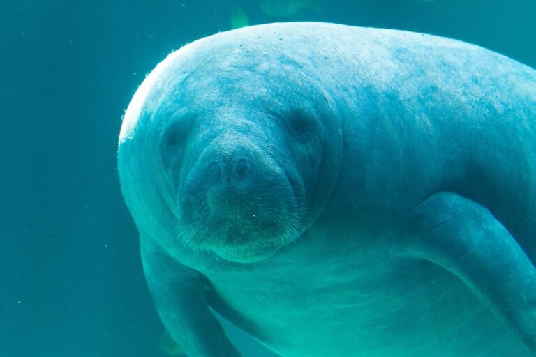 Crystal River Manatees: A True Adventure