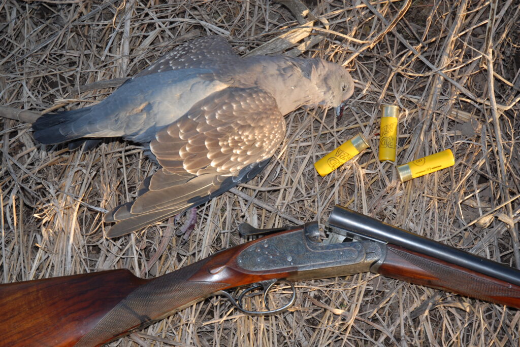 dove hunting