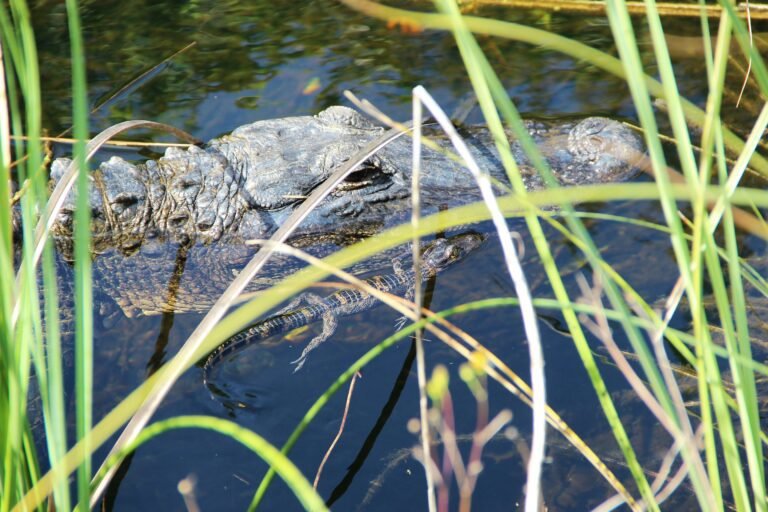 Alligator Hunting: Ladies Edition