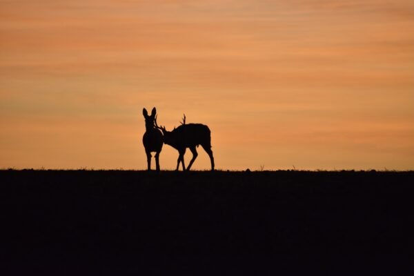 Unleashing the Thrill of Deer Hunting in Arkansas