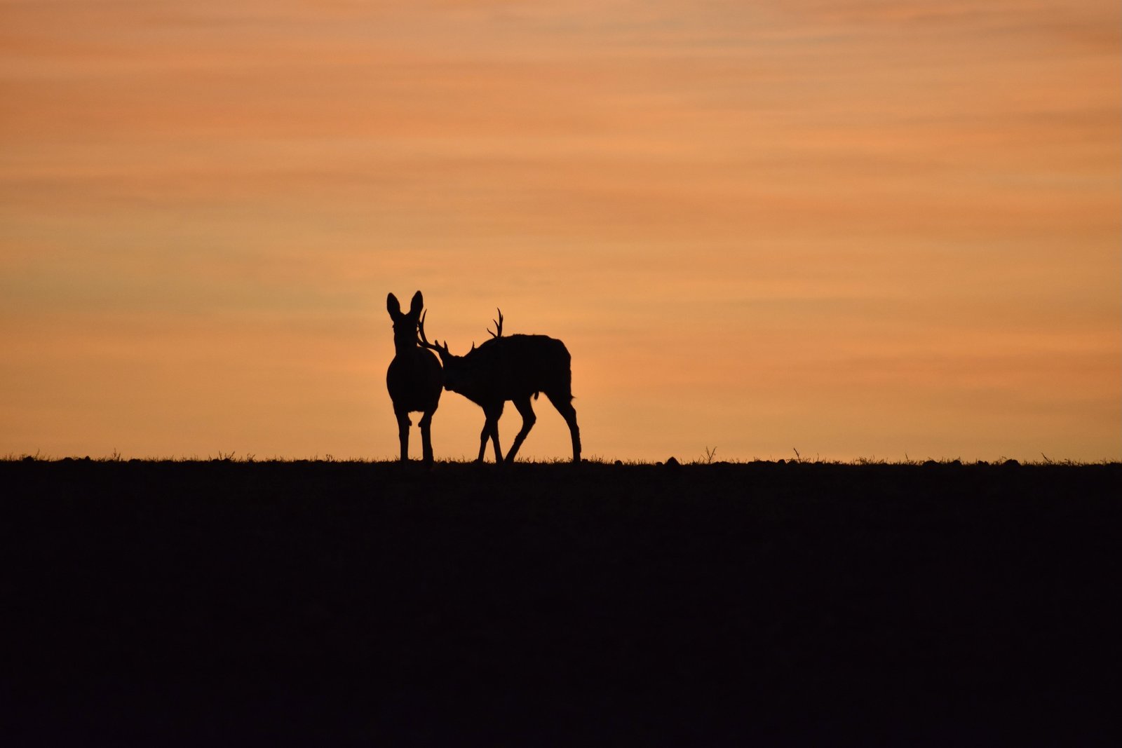 Unleashing the Thrill of Deer Hunting in Arkansas