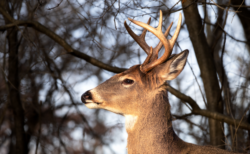 whitetail deer broadside shot placement diagram

