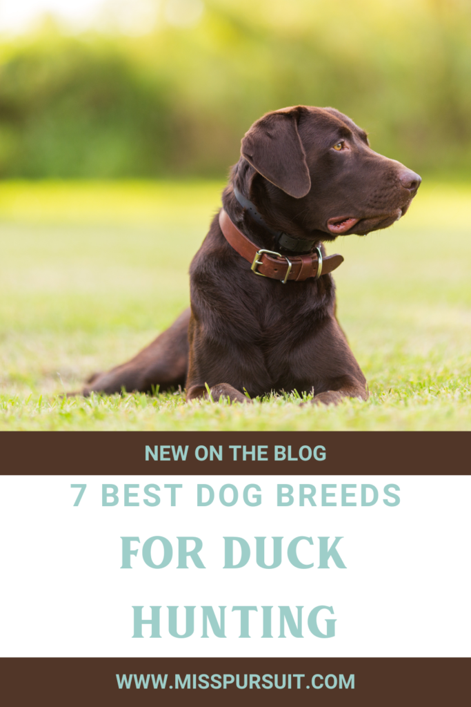 7 Best Dog Breeds for Duck Hunting