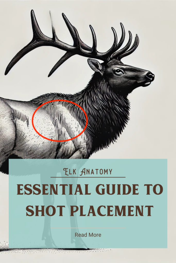 Elk Anatomy: Essential Guide to Shot Placement