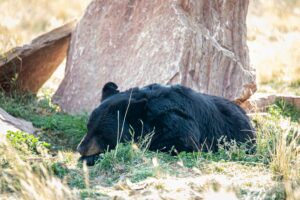 Black Bear Hunting Gear Checklist: With Printable