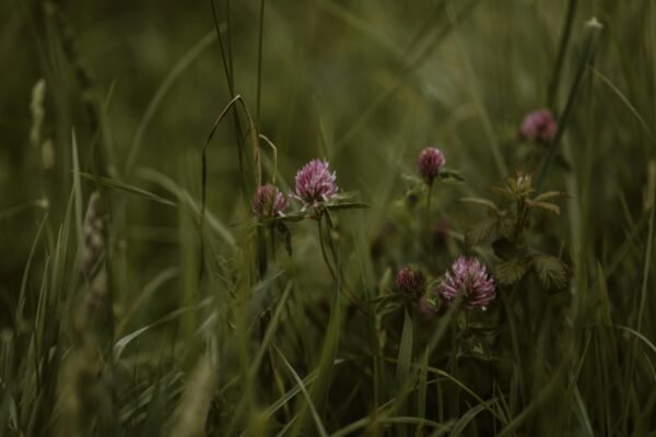 Best Wildflower Hikes + Trail Gear You’ll Love This Season