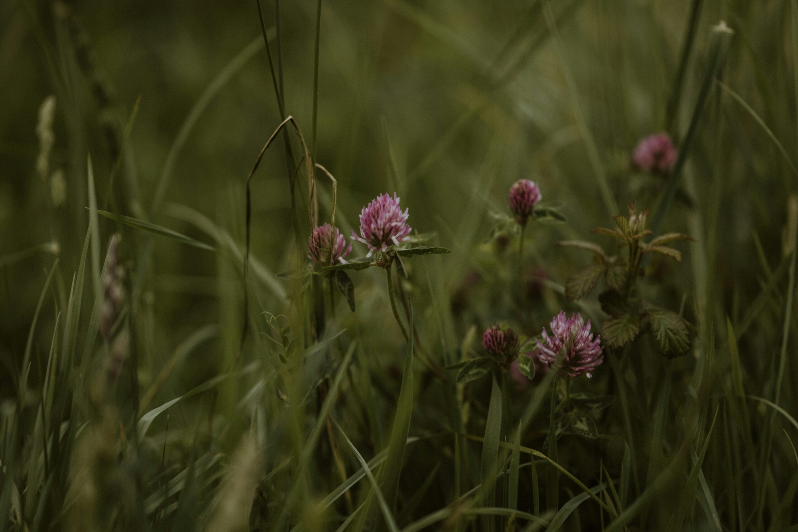 Best Wildflower Hikes + Trail Gear You’ll Love This Season