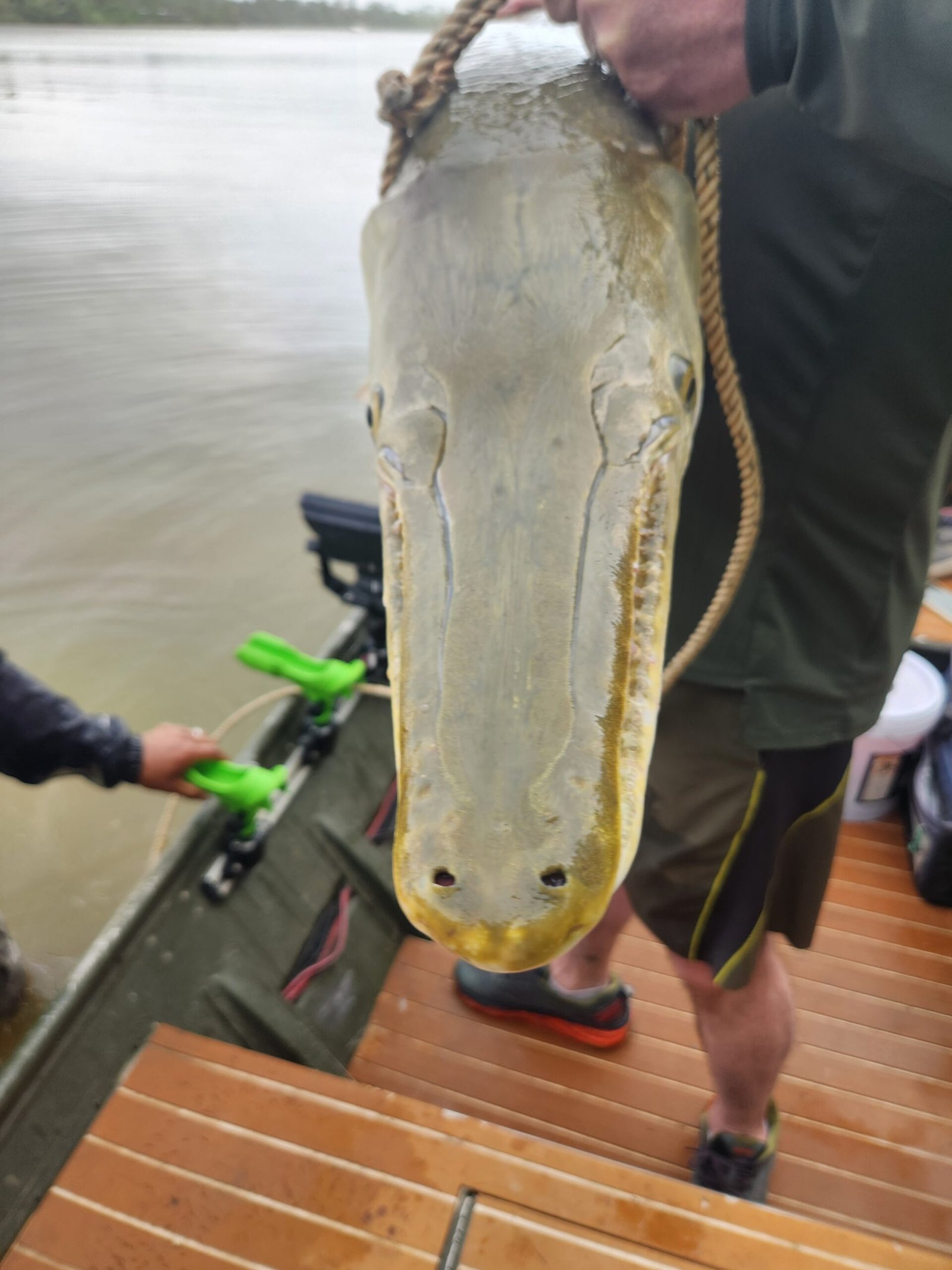 Alligator Gar Fishing: Buffalo Bayou Fishing Champs