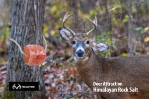 Benefits of Using Himalayan Salt Lick Blocks for Whitetail Deer