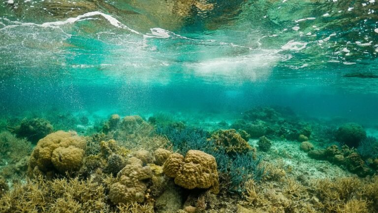 Best Underwater Cameras for Fishing: Top Picks for Anglers