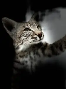 Hunting Room Design: Tips and Ideas for Creating Your Perfect Space