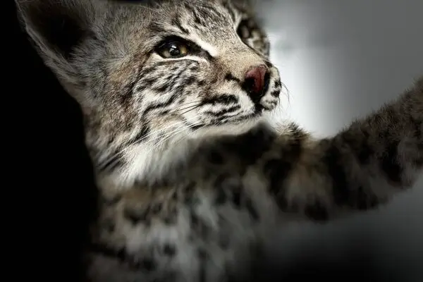 Hunting Room Design: Tips and Ideas for Creating Your Perfect Space