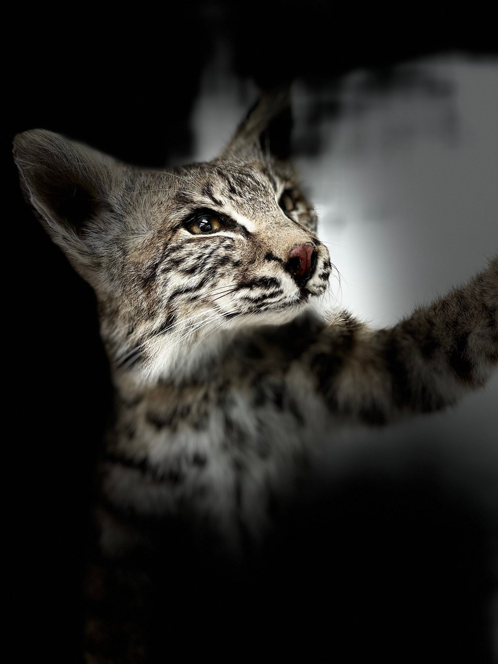 Hunting Room Design: Tips and Ideas for Creating Your Perfect Space