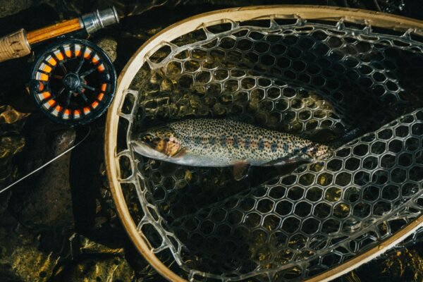 What Is the Rule of 11 in Fly Fishing?