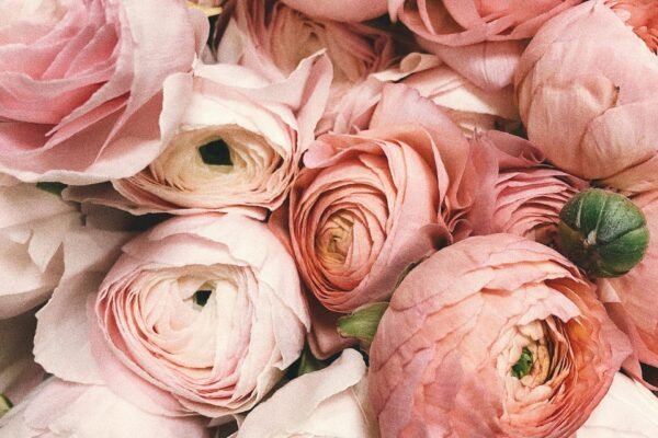 The Healing Energy and Mood-Boosting Benefits of Winter Blooms