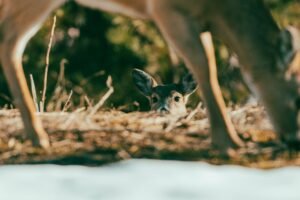 How to Find Deer Bedding Areas: The Complete Whitetail Bedding Guide