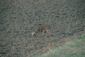 Public Land Scouting for Deer: How to Find Mature Bucks Without Private Land