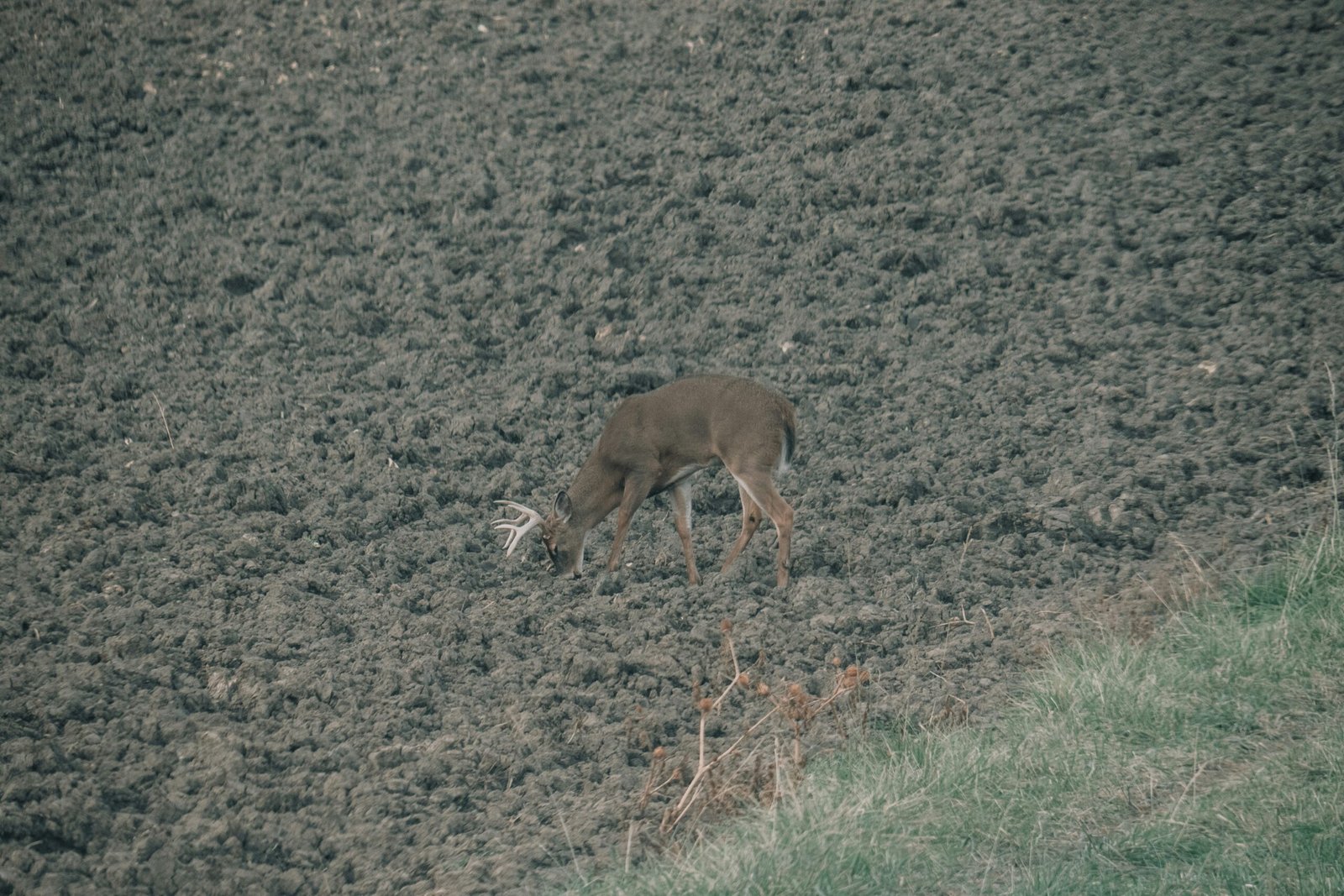 Public Land Scouting for Deer: How to Find Mature Bucks Without Private Land