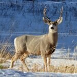 How to Scout Deer for Beginners: A Simple Guide to Finding Whitetails Before the Season