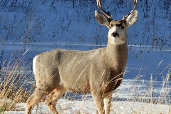 How to Scout Deer for Beginners: A Simple Guide to Finding Whitetails Before the Season