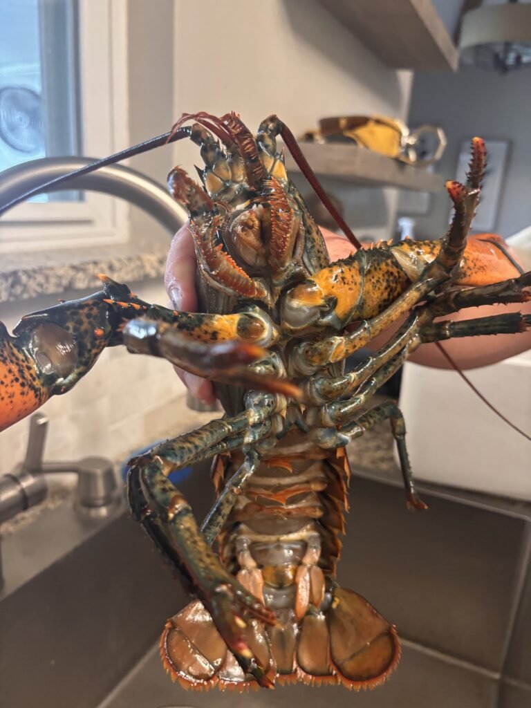 lobster boys